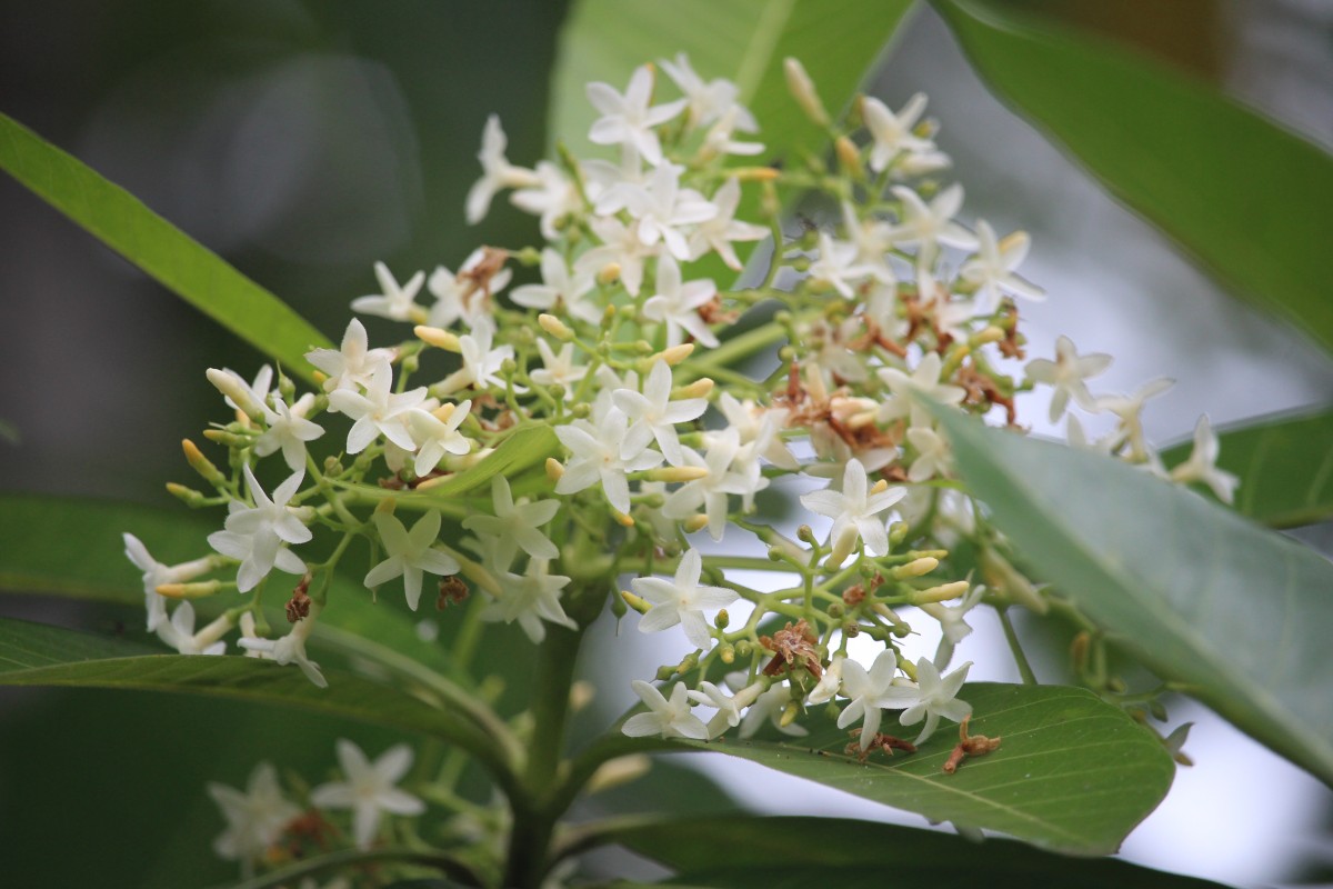 Alstonia macrophylla Wall. ex G.Don